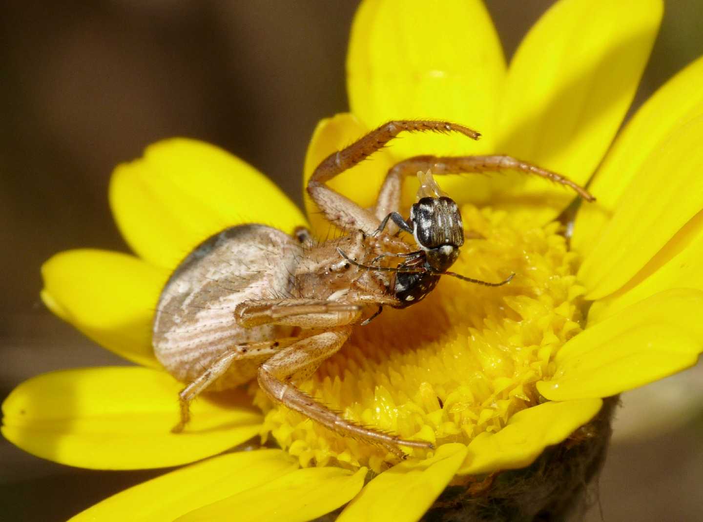 Piccolo dramma: femmina di Chrysomelidae Bruchinae predata da Xisticus sp.